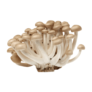 פטריות שימאגי לבנות