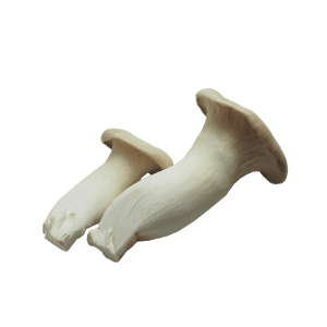 פטריות מלך היער