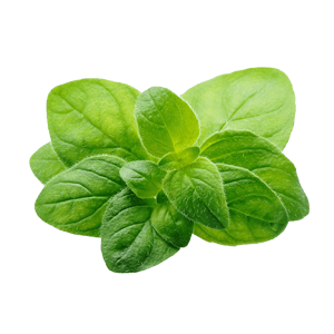 בזיל מארז קטן