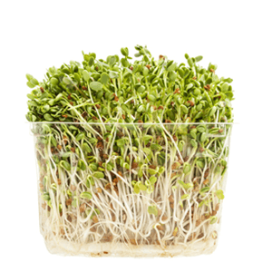 נבטי אלפלפא