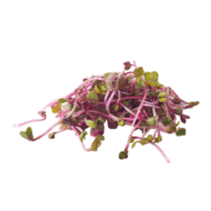 מיקרו צנונית