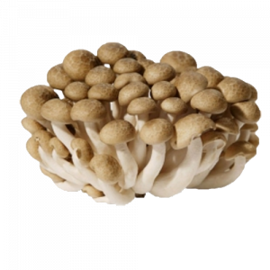 פטריות שימאגי חומות